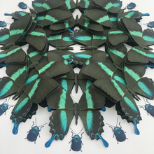 Load image into Gallery viewer, Blumei mini