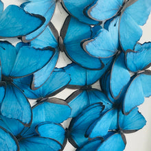 Load image into Gallery viewer, Morpho mini
