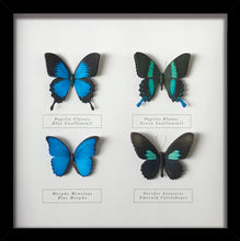 Load image into Gallery viewer, Specimen box blue