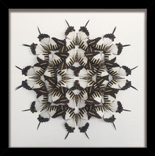 Load image into Gallery viewer, Graphium mini