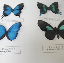 Load image into Gallery viewer, Specimen box blue