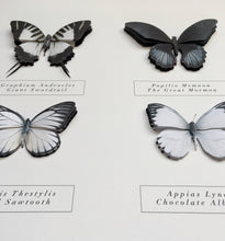 Load image into Gallery viewer, Specimen box mono