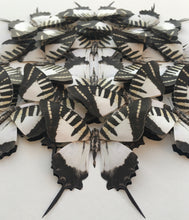 Load image into Gallery viewer, Graphium mini