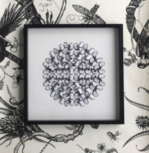 Load image into Gallery viewer, Prioneris