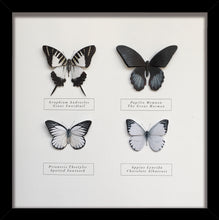 Load image into Gallery viewer, Specimen box mono