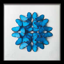 Load image into Gallery viewer, Morpho mini