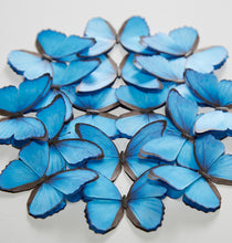 Load image into Gallery viewer, Morpho mini